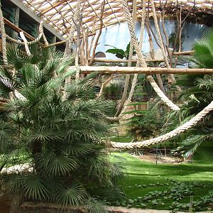 Gorillas indoor exhibit - Saint Martin la Plaine