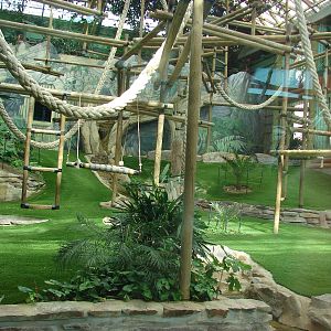 Gorillas indoor exhibit - Saint Martin la Plaine