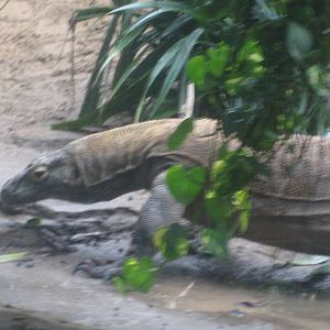 Leipzig Zoo - Komodo dragon