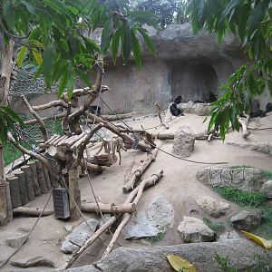 Leipzig Zoo - Pongoland (Chimpanzee exhibit)