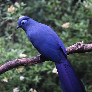 Blue Coua (Coua caerulea)