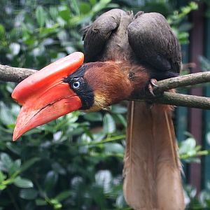 Great Luzon Hornbill (Buceros hydrocorax hydrocorax) - female