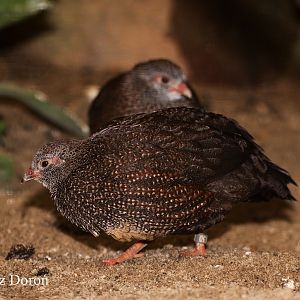 Stone Partridges (Ptilopachus petrosus)