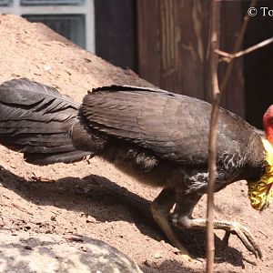 Australian Brush-turkey (Alectura lathami lathami) - adult male