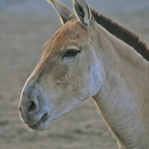 Equus hemionus kulan