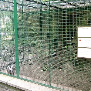 Skunk Exhibit at Tierpark Berlin, 30/08/11