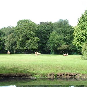 Camel Paddock at Tierpark Berlin, 30/08/11