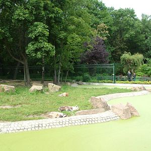 Spotted Hyaena Exhibit at Tierpark Berlin, 30/08/11
