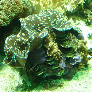 Giant Clam at Tierpark Berlin, 30/08/11