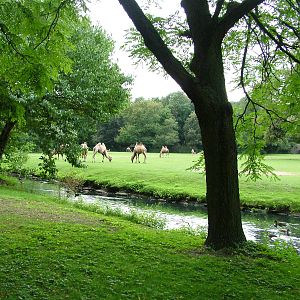 Camel Paddock at Tierpark Berlin, 30/08/11