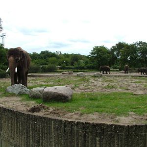 Asian Elephant Paddocks at Tierpark Berlin, 30/08/11