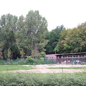 Addax Paddock at Tierpark Berlin, 30/08/11