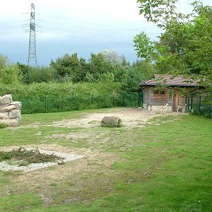 Marco Polo Sheep Paddock at Tierpark Berlin, 30/08/11