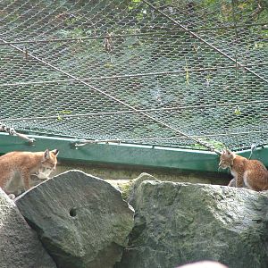 Altai Lynx Cubs at Tierpark Berlin, 30/08/11