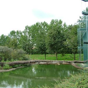 Gelada Bridge at Tierpark Berlin, 30/08/11