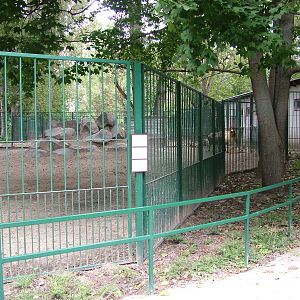 Golden Takin Exhibit at Tierpark Berlin, 30/08/11