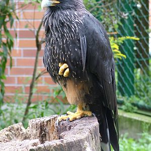 Striated Cara-Cara at Tierpark Berlin, 30/08/11