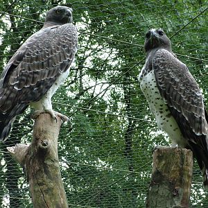 Martial Eagles at Tierpark Berlin, 30/08/11