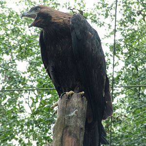 Eastern Imperial Eagle at Tierpark Berlin, 30/08/11