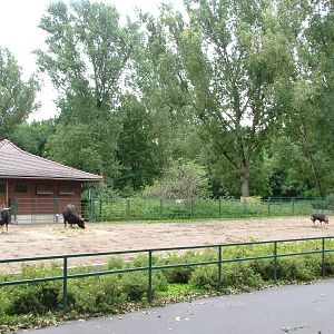 Gayal Paddock at Tierpark Berlin, 30/08/11