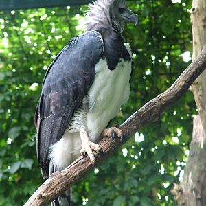 Harpy Eagle at Tierpark Berlin, 30/08/11