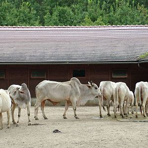 Nellore Zebu at Tierpark Berlin, 30/08/11
