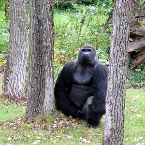 Gorilla Thinking Climbing the Tree