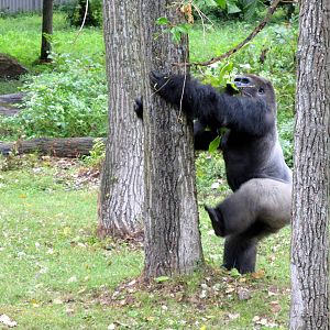 Gorilla Climbing the Tree