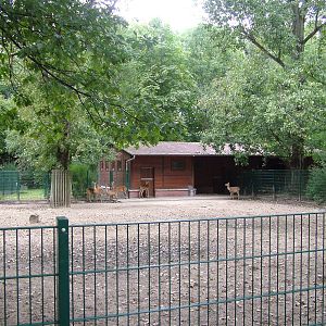 Deer Paddock at Tierpark Berlin, 30/08/11