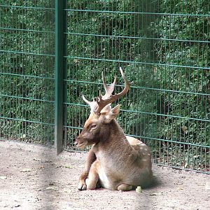 Persian Fallow Deer at Tierpark Berlin, 30/08/11