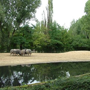 Asian Domestic Paddock at Tierpark Berlin, 30/08/11