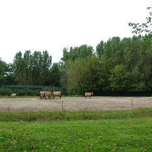 Przewalski's Horse Exhibit at Tierpark Berlin, 30/08/11