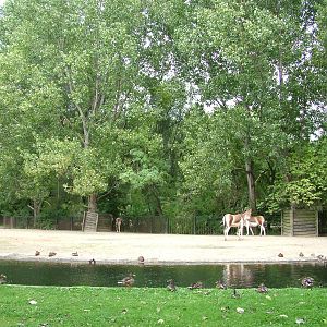 Kiang Exhibit at Tierpark Berlin, 30/08/11