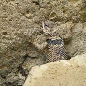 Crevice Spiny Lizard at Tierpark Berlin, 30/08/11