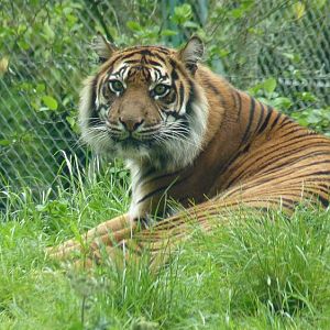 Sumatran tiger, Banda