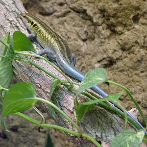 Blue-tailed Skink at Tierpark Berlin, 30/08/11