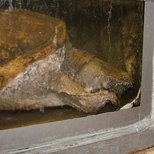 Mexican Giant Musk Turtle at Tierpark Berlin, 30/08/11
