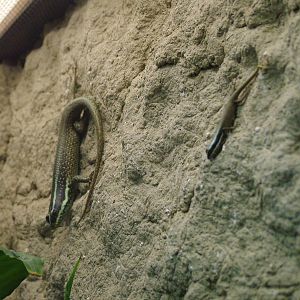Bornean Striped Skink at Tierpark Berlin, 30/08/11