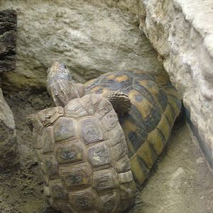 Interesting Cross-species Mating Attempt at Tierpark Berlin, 30/08/11