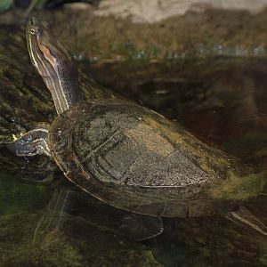 Cuban Slider at Tierpark Berlin, 30/08/11
