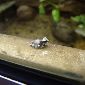 Newly-metamorphosed Mission Golden-eyed Tree Frog at Tierpark Berlin, 30/08