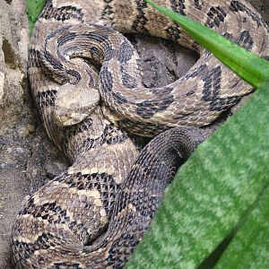 Canebrake Rattlesnake at Tierpark Berlin, 30/08/11