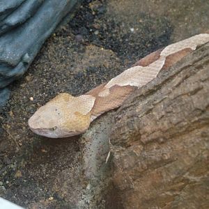 Northern Copperhead at Tierpark Berlin, 30/08/11