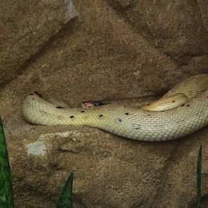 Diadem Snake at Tierpark Berlin, 30/08/11