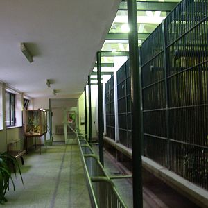 Malayan Sun Bear Exhibit at Tierpark Berlin, 30/08/11