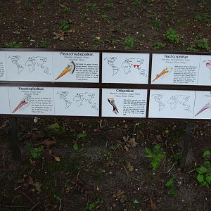 Pelican Labelling at Tierpark Berlin, 30/08/11