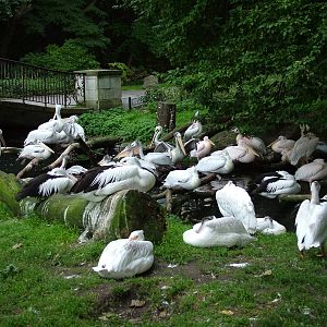 Pelicans at Tierpark Berlin, 30/08/11