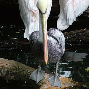 Chilean Brown Pelican at Tierpark Berlin, 30/08/11