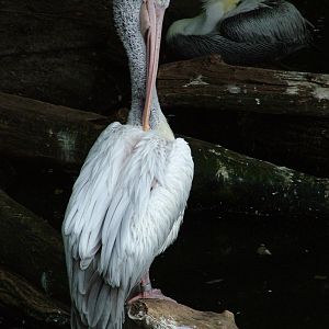 Spot-billed Pelican at Tierpark Berlin, 30/08/11