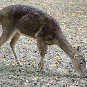 Timor Deer at Tierpark Berlin, 30/08/11